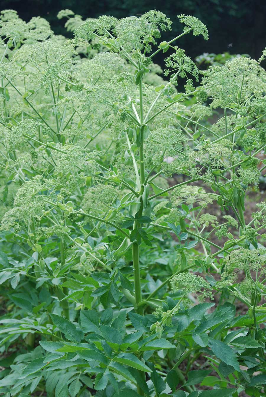 白芷原植物