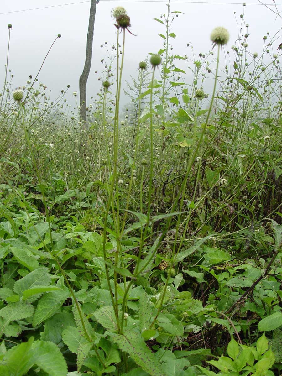 川续断原植物