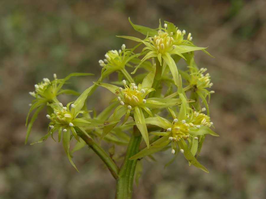 黄连原植物花序